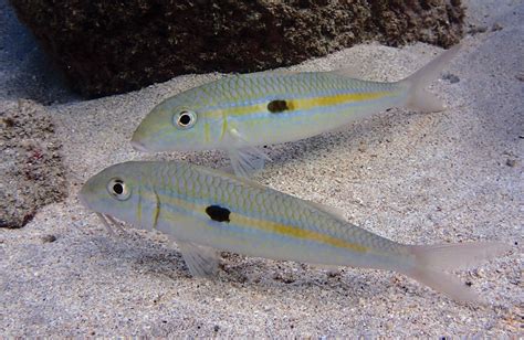 weke fish|Yellowstripe goatfish .